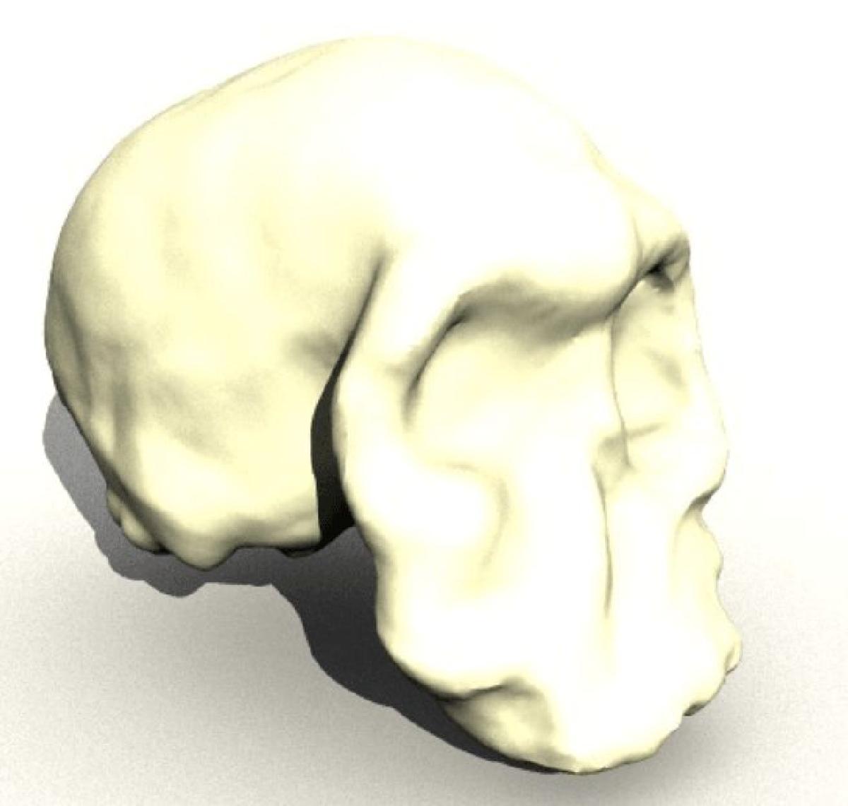 Cranio de Homo Habilis