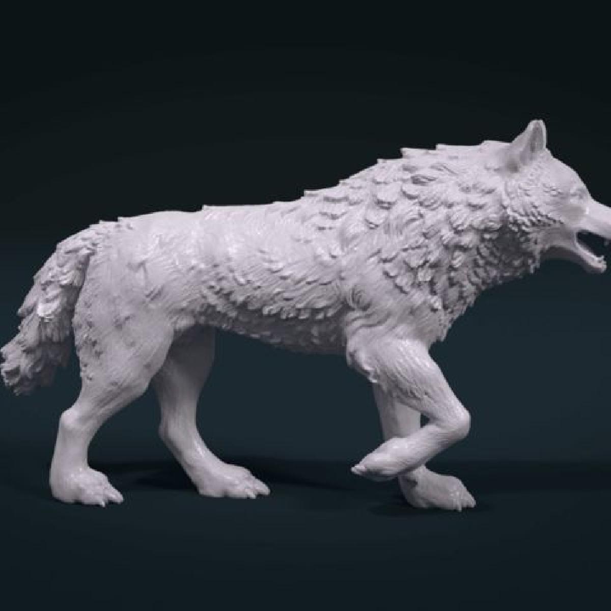 Lobo