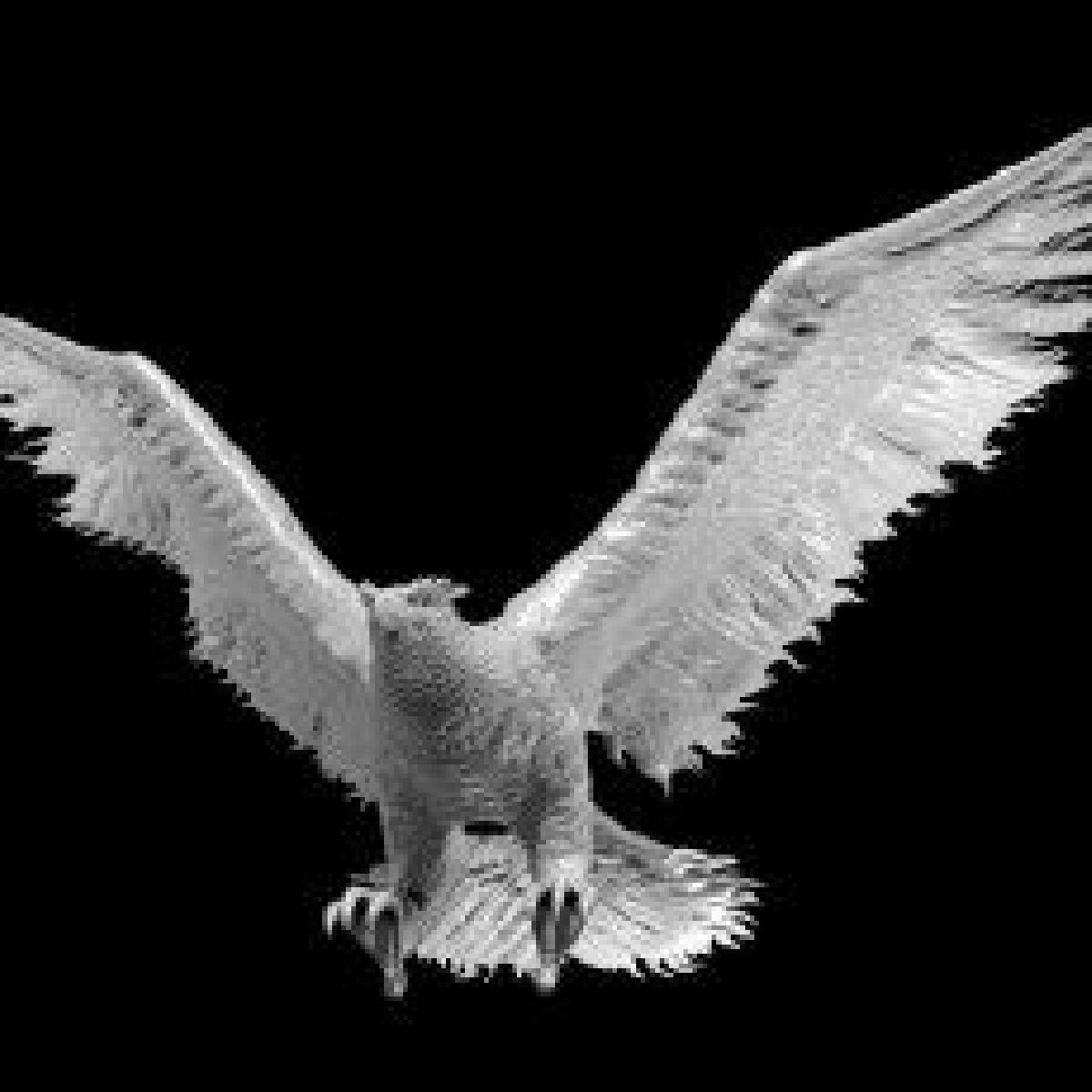 Fenix em voo