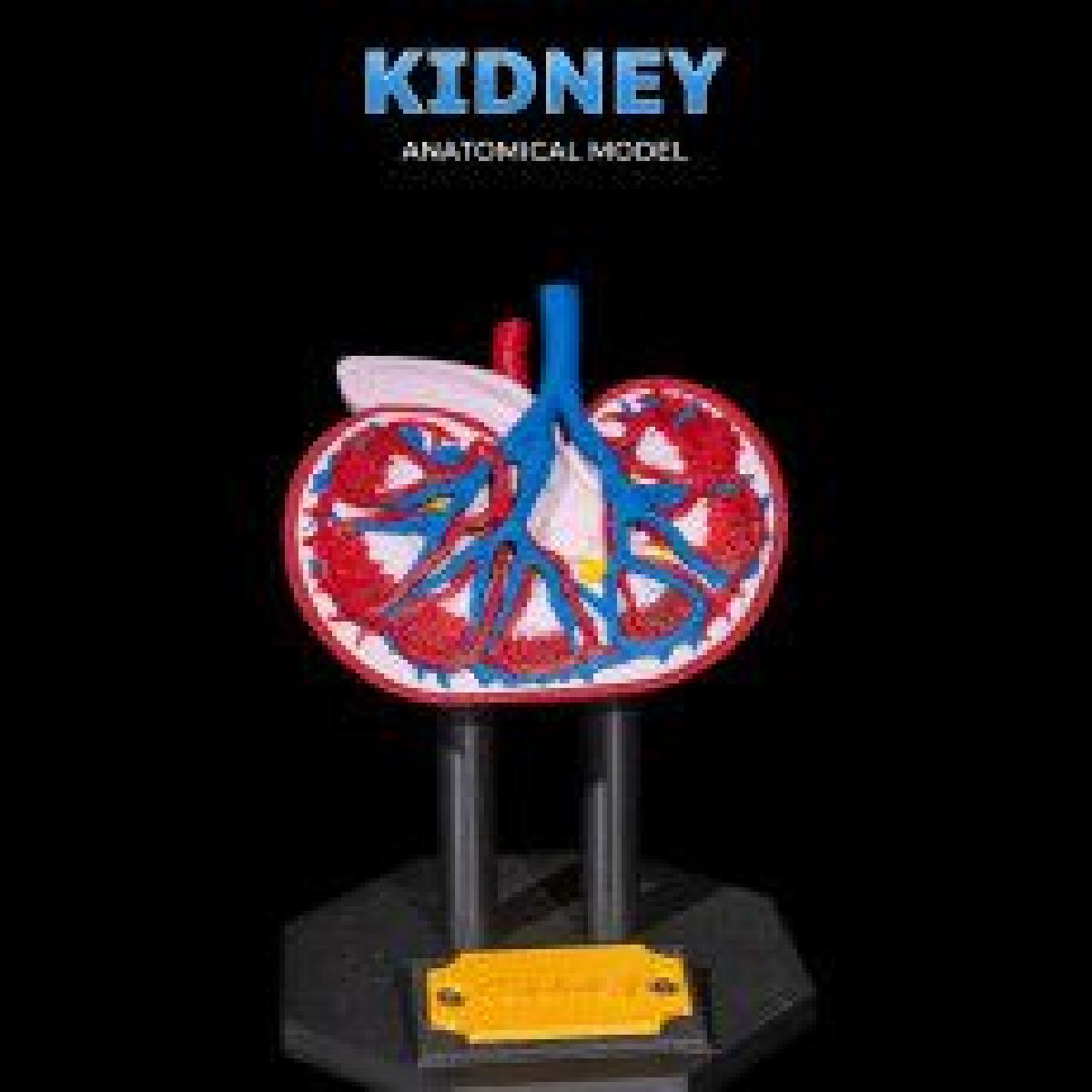 Modelo Anatomico Renal