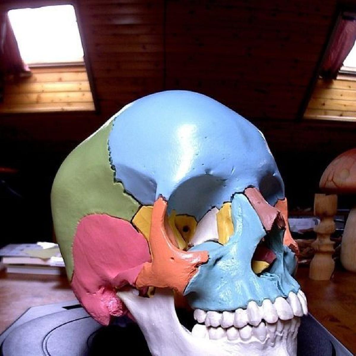 Cranio anatomico