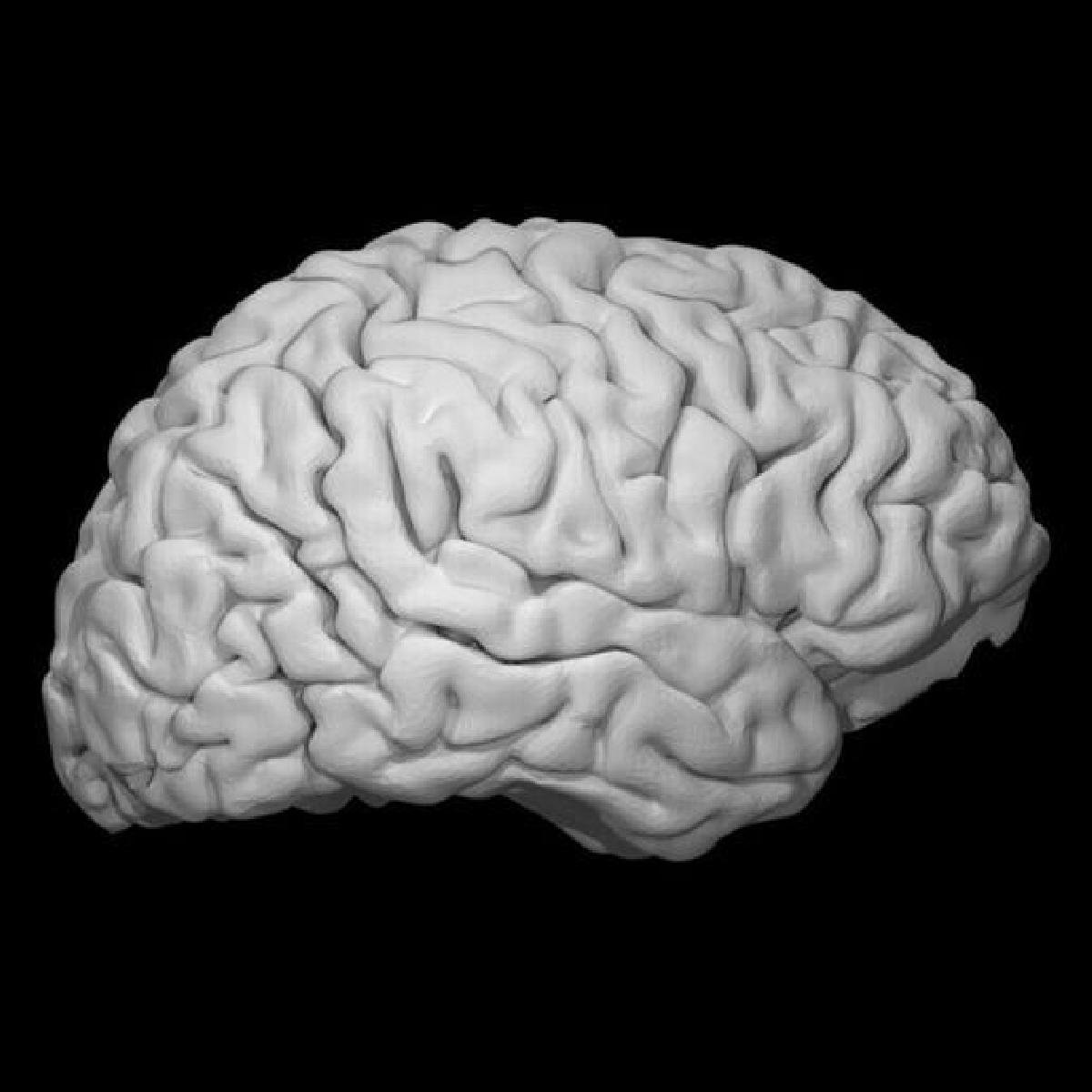 brain