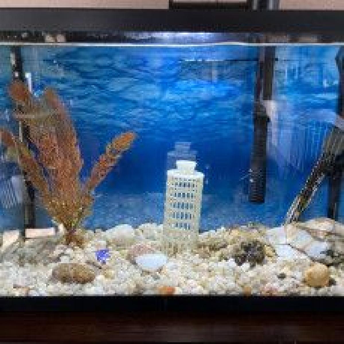 Santuario de Peixes de Pisa