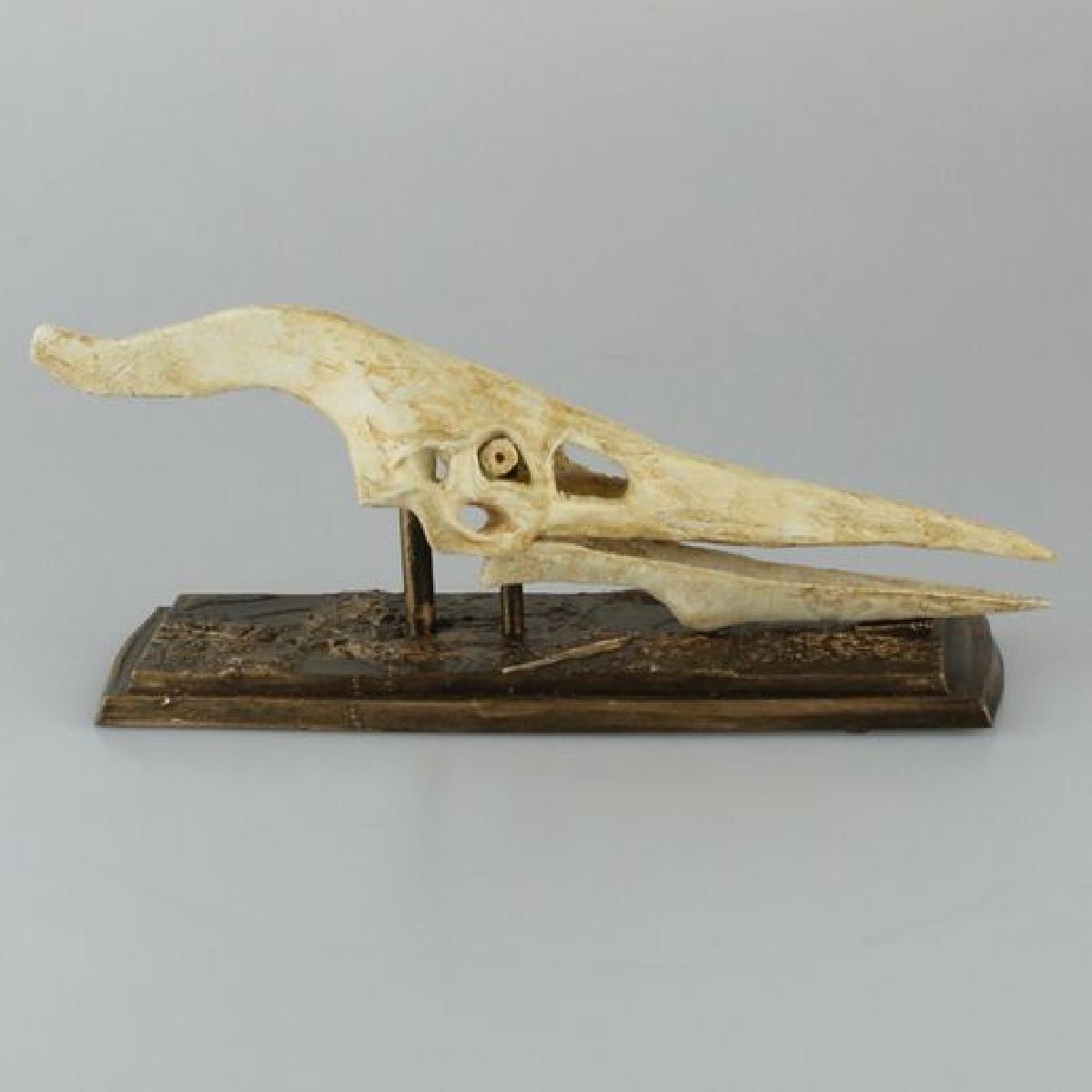 Cranio de dinossauro voador