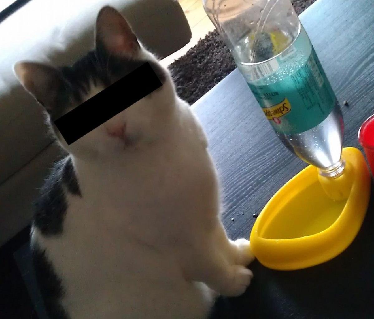 Lago de beber do gato