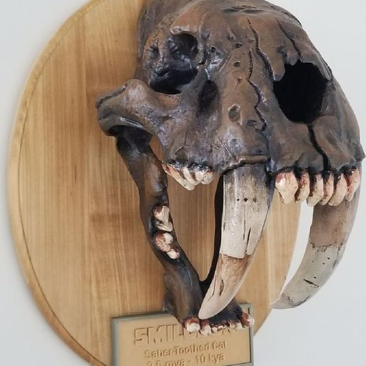 Fossil de Cranio de Smilodon com aplicativo de Realidade Aumentada