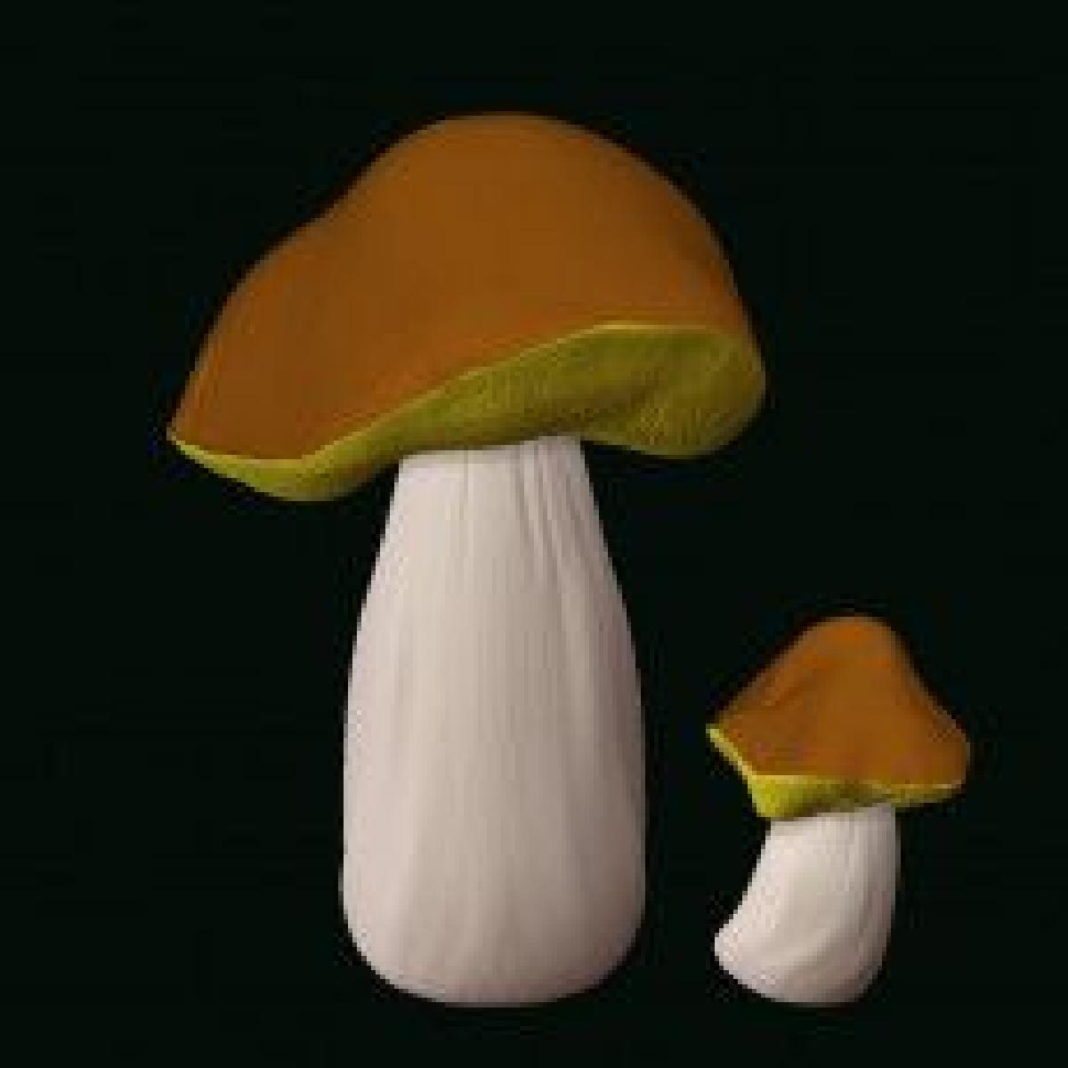 modelo de cogumelo porcini