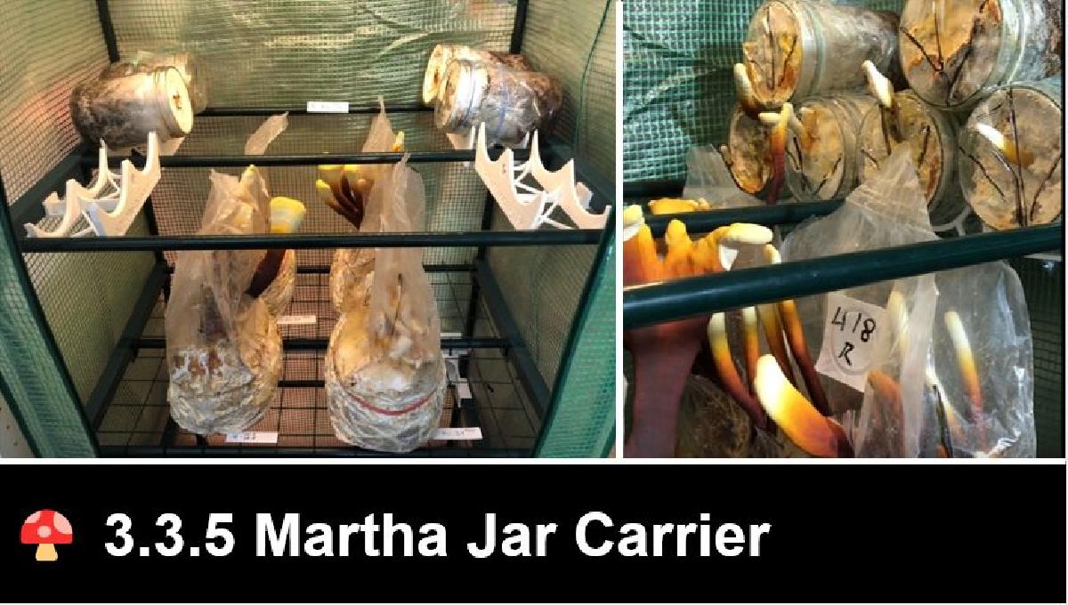 335    Portadora de Jar para Cogumelo Martha