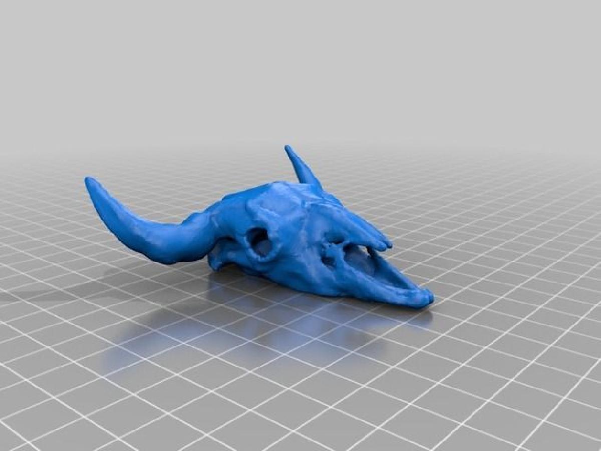 Craneo de bufalo (Bisonte americano)