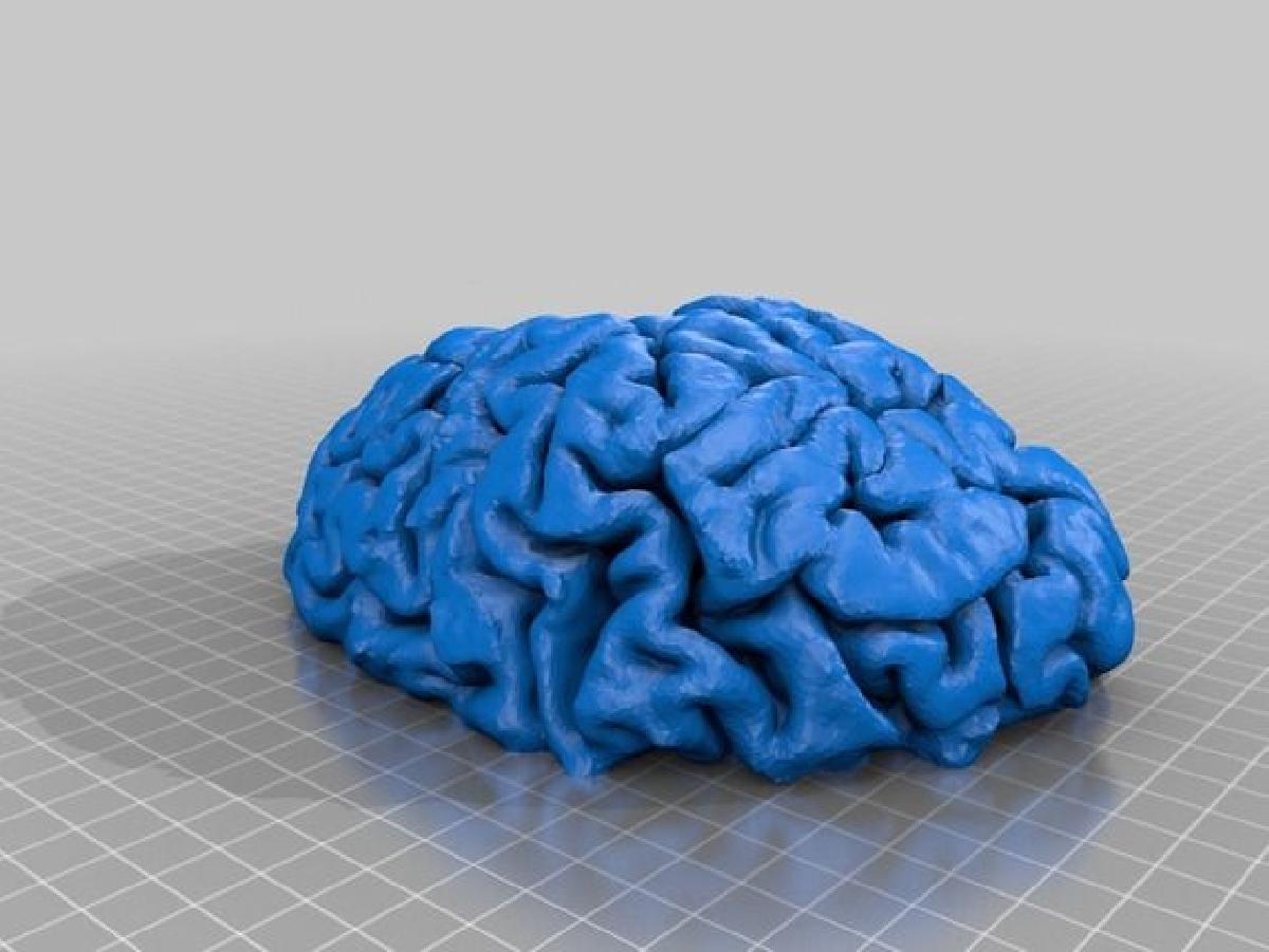 Brain