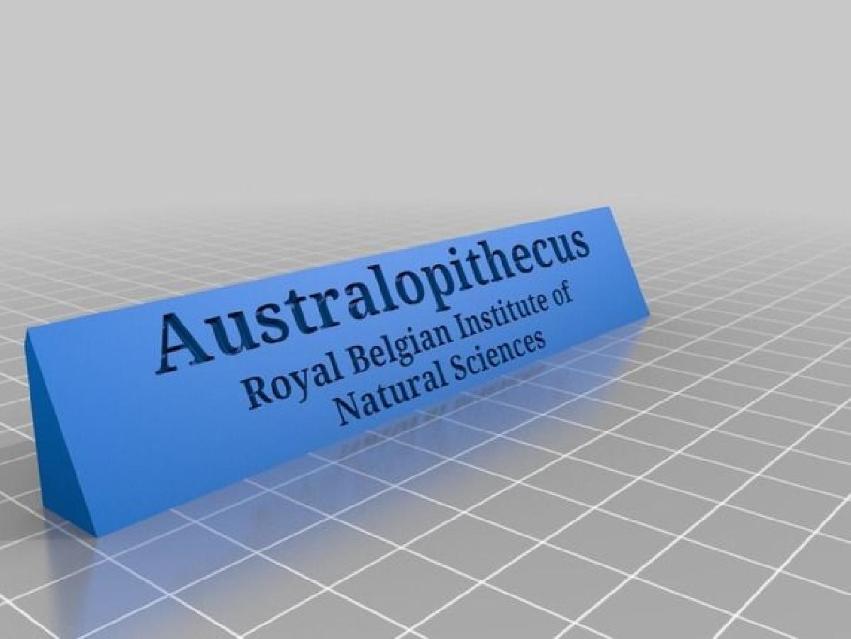 Stand para crânio de Australopithecus Africanus
