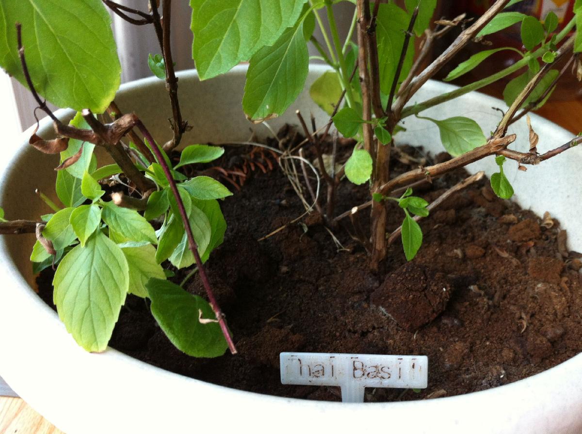 Etiqueta de Planta Parametrica