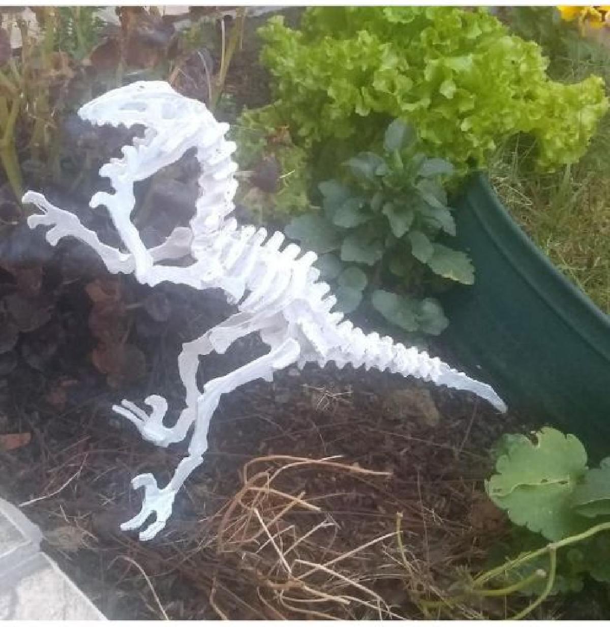 Esqueleto de dinossauro (teste)