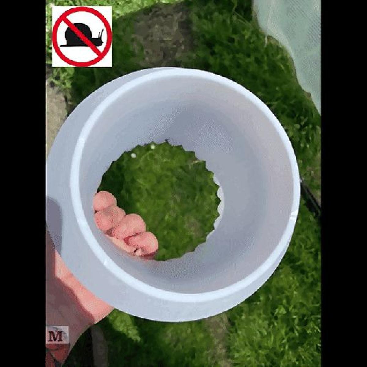 Anel anti caracol e anti lesma