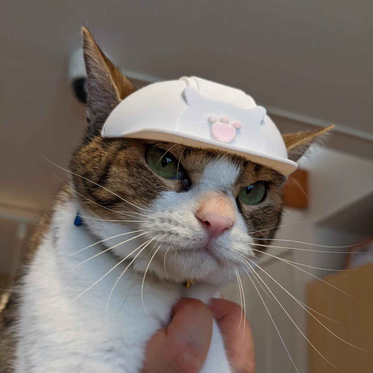 Um Capacete para Gato