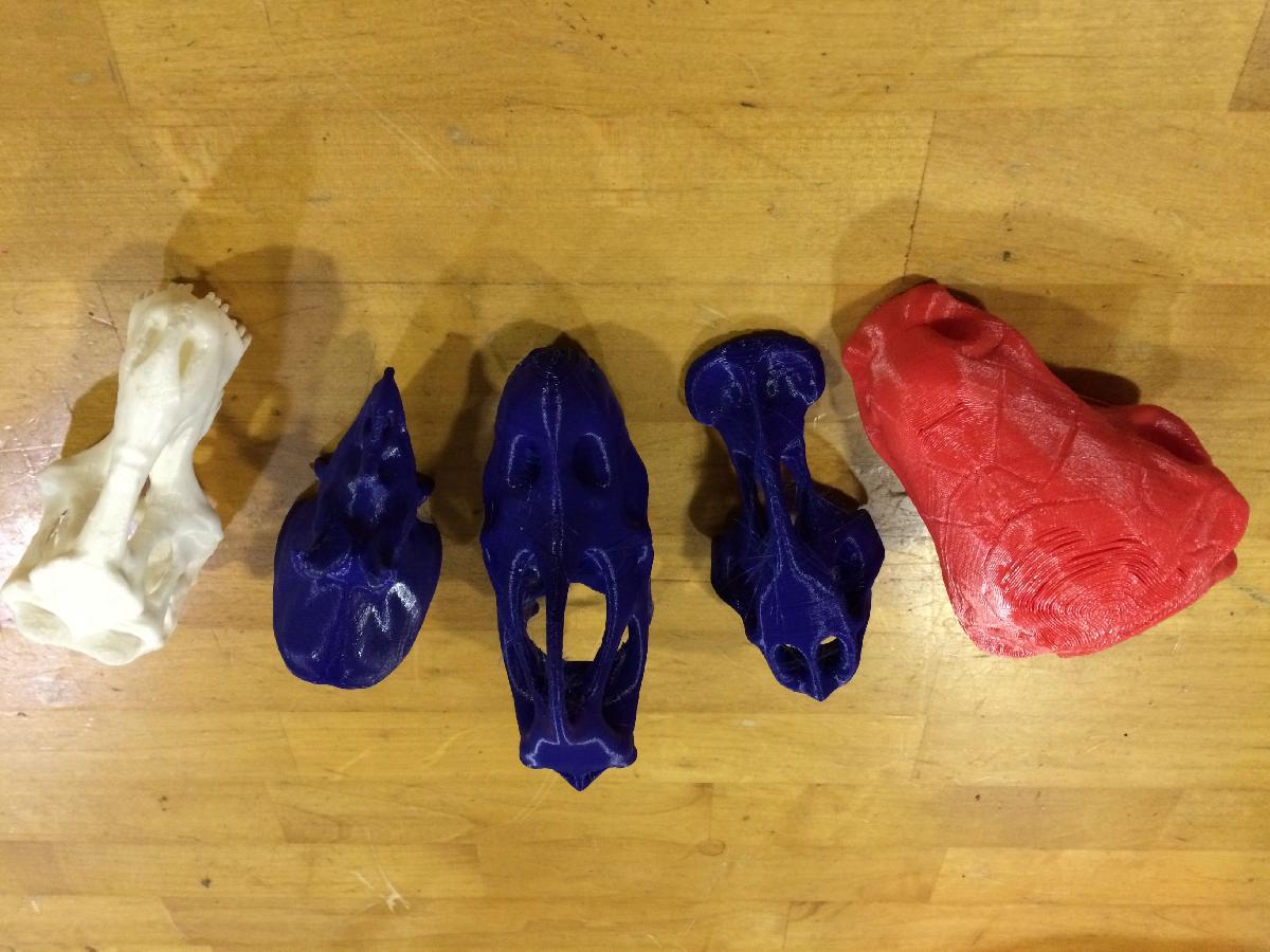 Cranios de Dinossauros Anatomicalmente Precisos