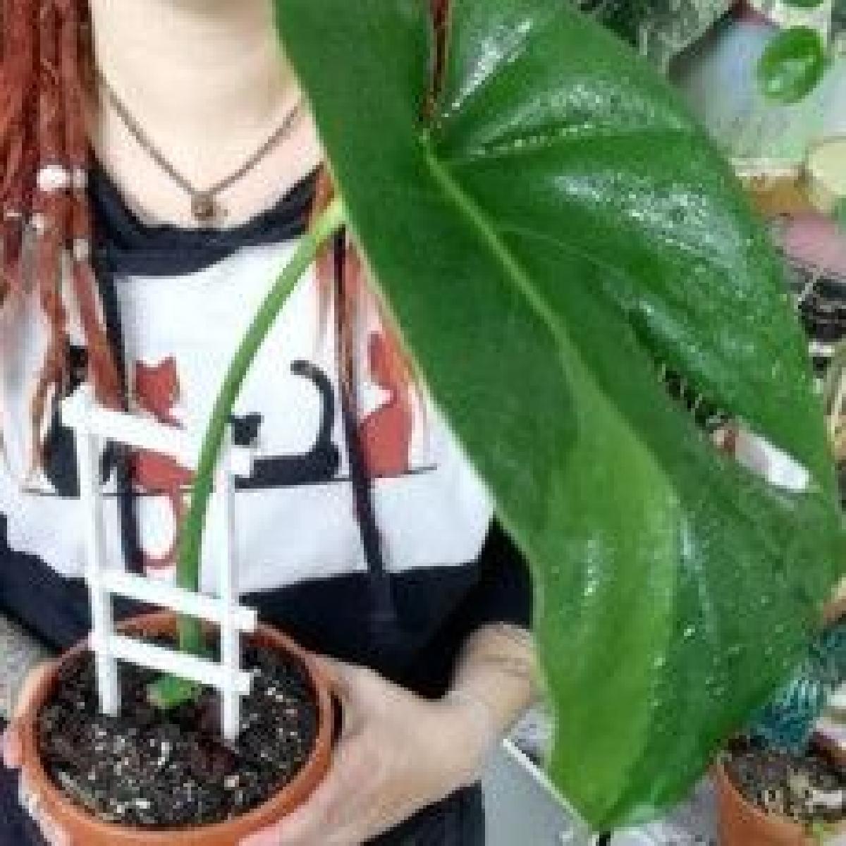 Descanso modular da planta / Suporte da planta