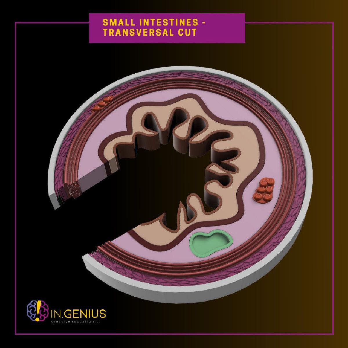 Camadas do Trato Digestivo