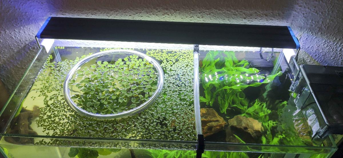 Barrera flutuante para aquario