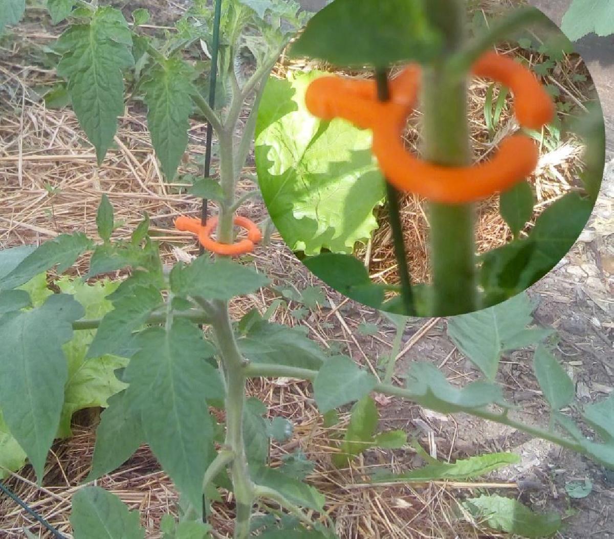 Clipe de tomate para arame ou trelica para plantas.