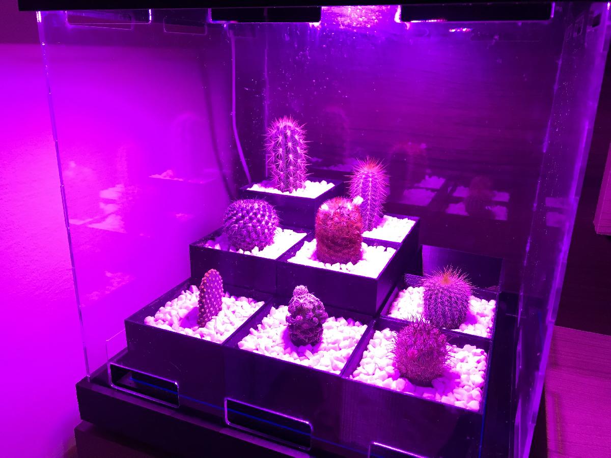 Estufa para Cactos