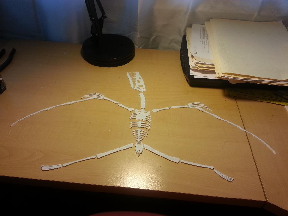Grande fossil encontrar pedacos de osso
