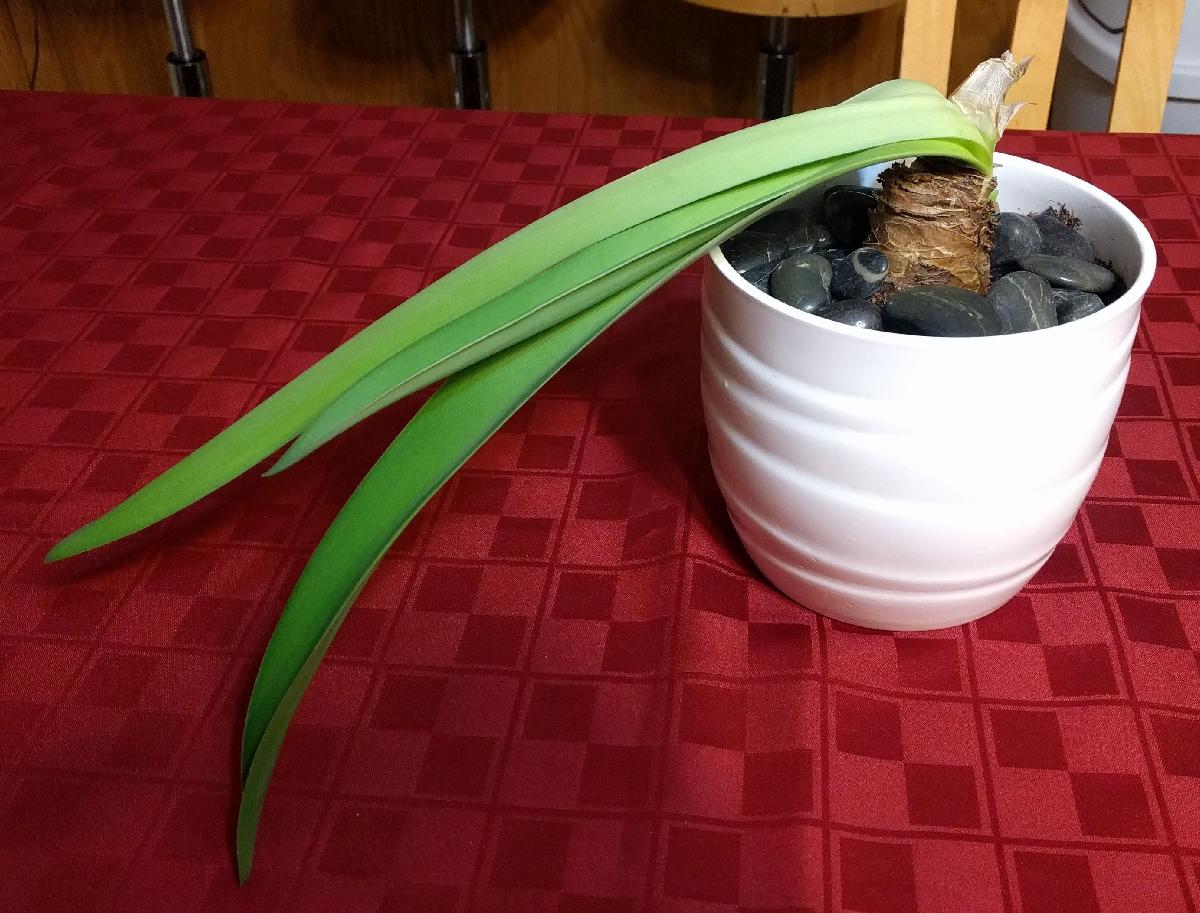 Amaryllis Prop