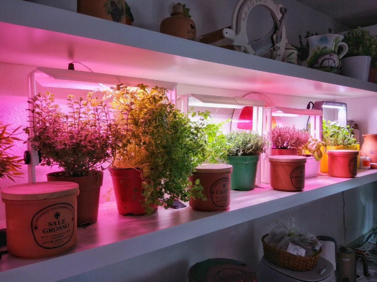 Lampada LED para cultivo interno em vaso