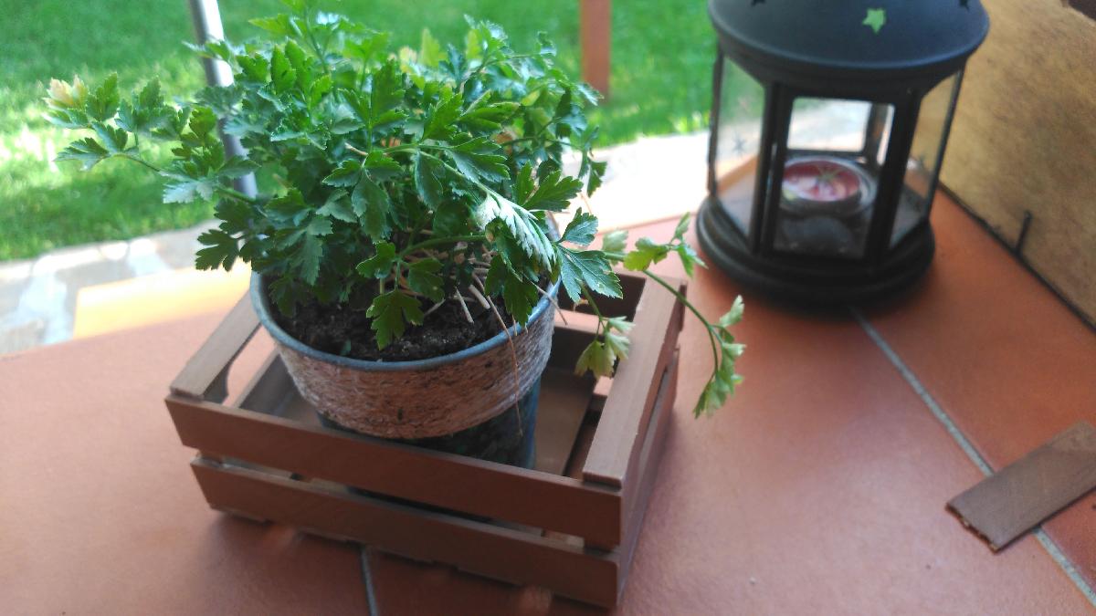 caixa de madeira vintage