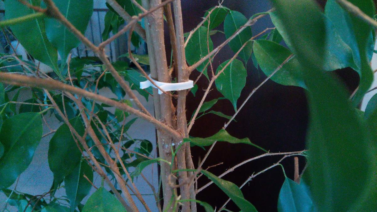 Guia para plantas