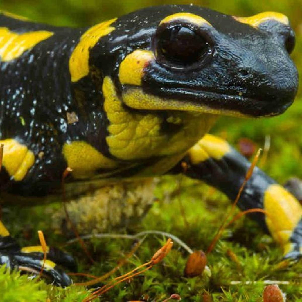 Protecao de torso de salamandra