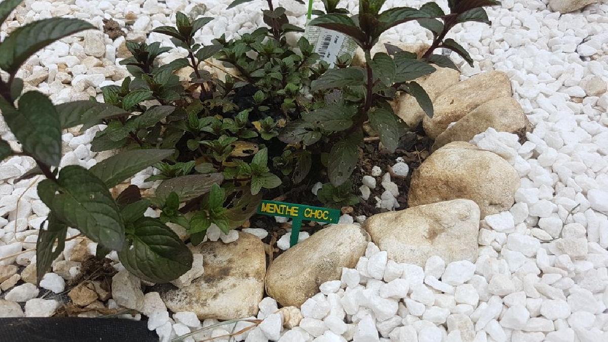 Plante TAG (frances)