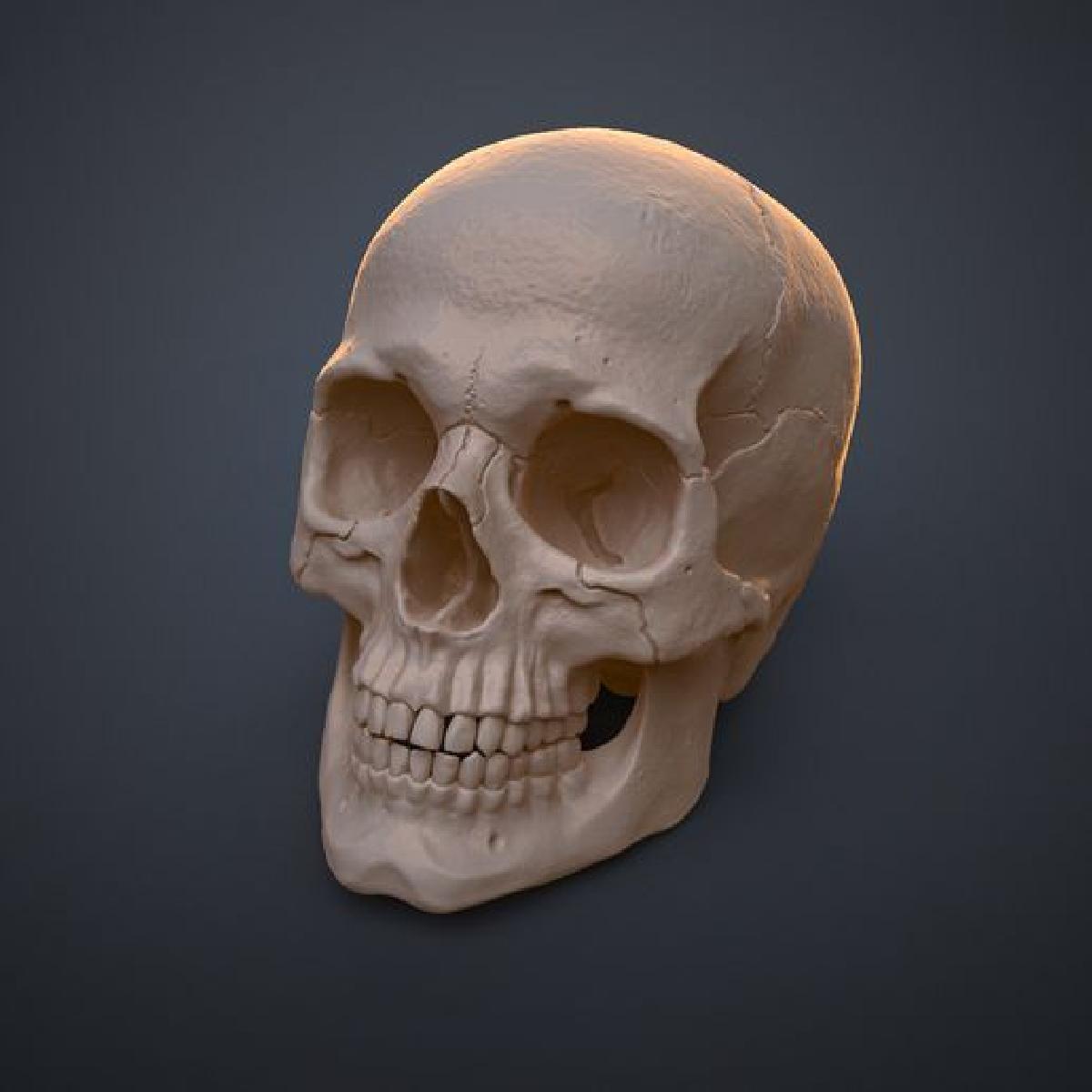 Cranio humano anatomicamente correto Homo sapiens sapiens