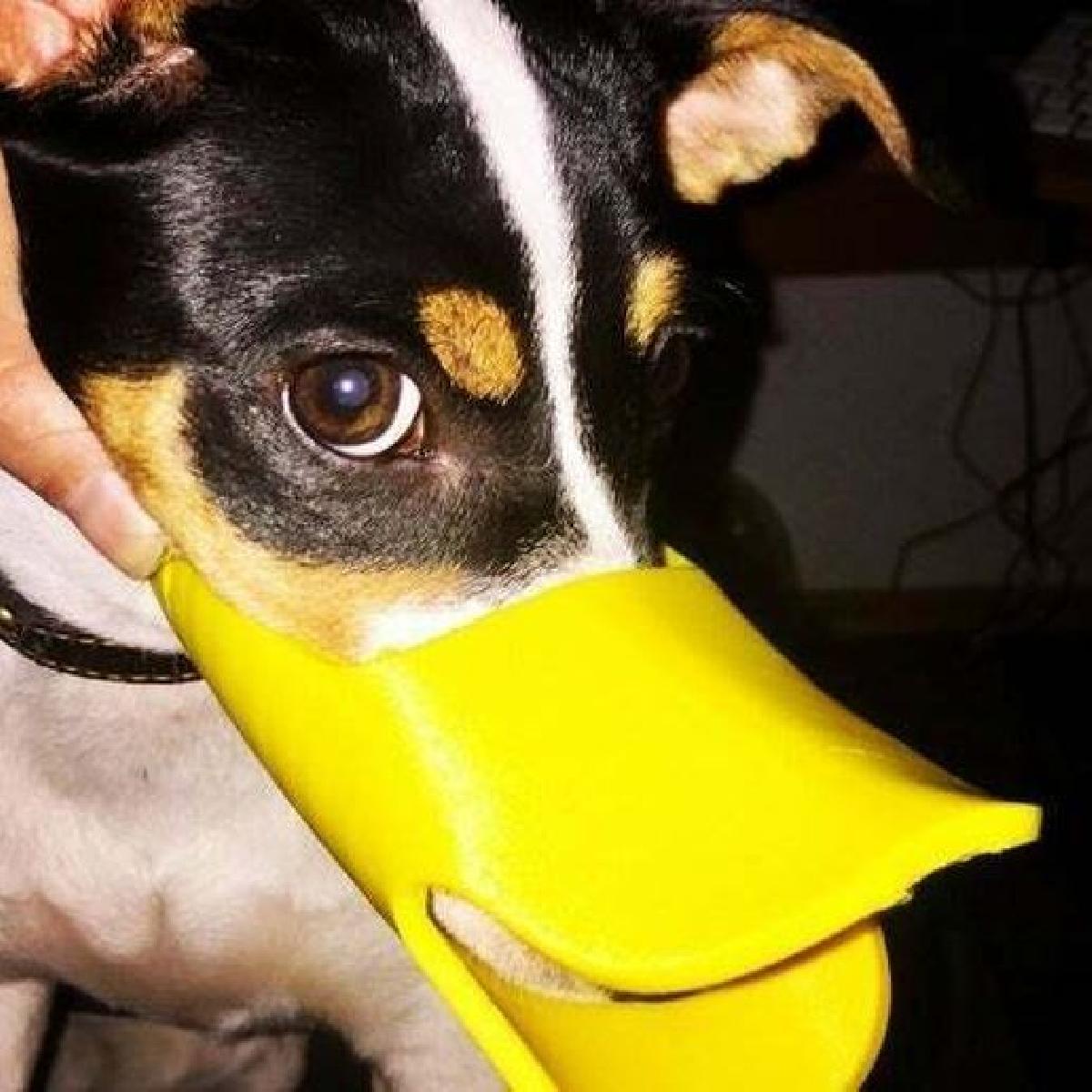 focinho de cachorro fofo 