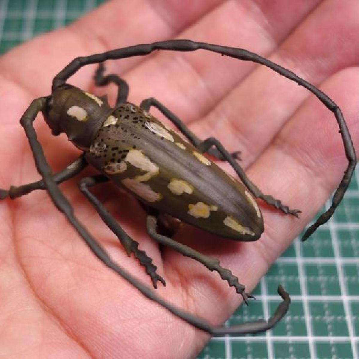 Batocera lineolata