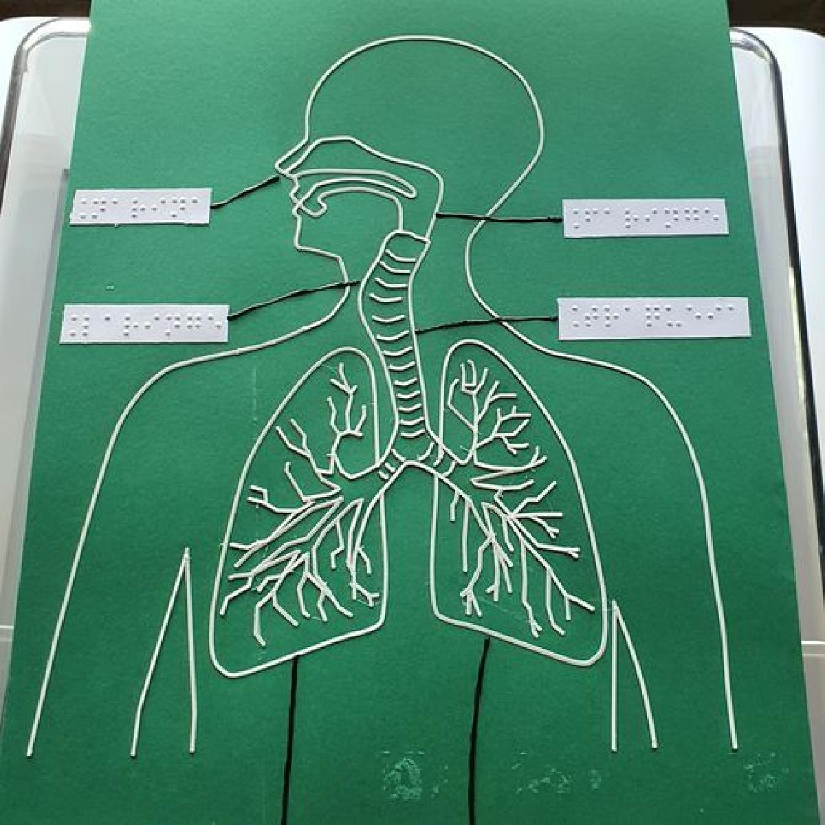 Imagem tatil: sistema respiratorio