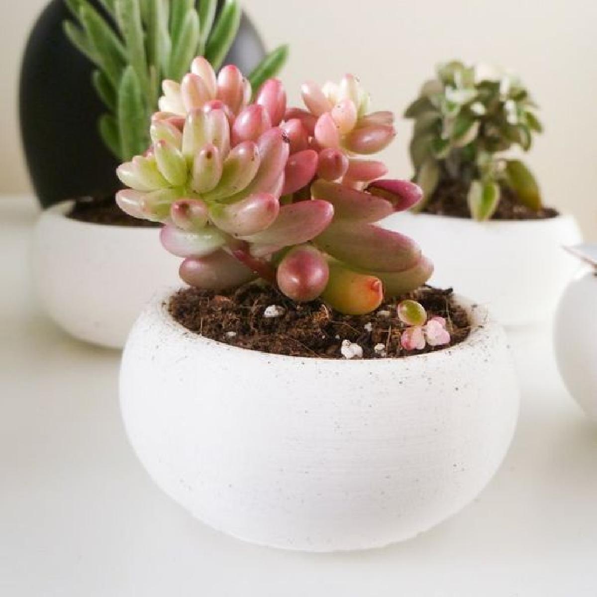Mini Vaso de Suculentas Estilo Bonsai