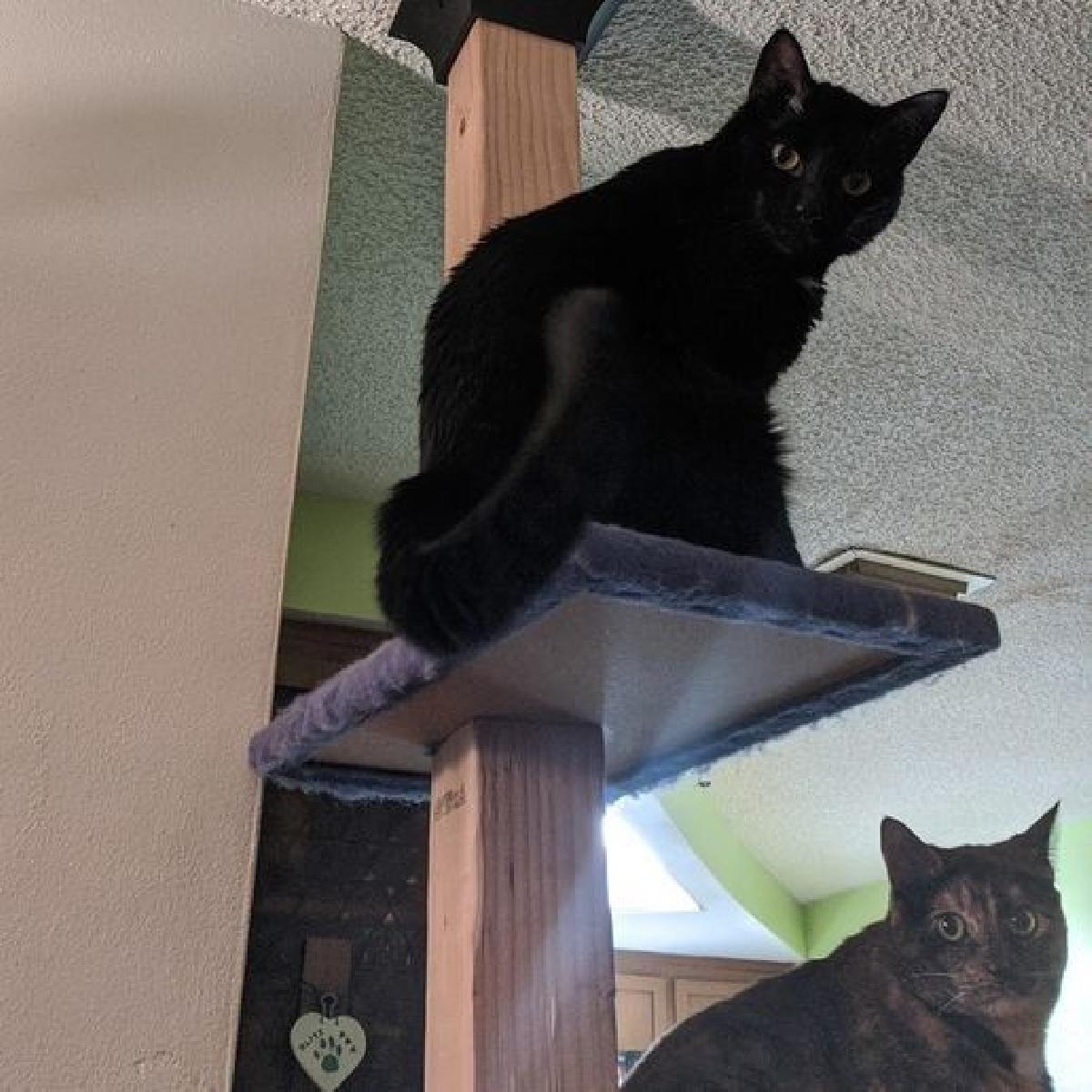 Suporte Superior para Arvore de Gato (poste 4x4)