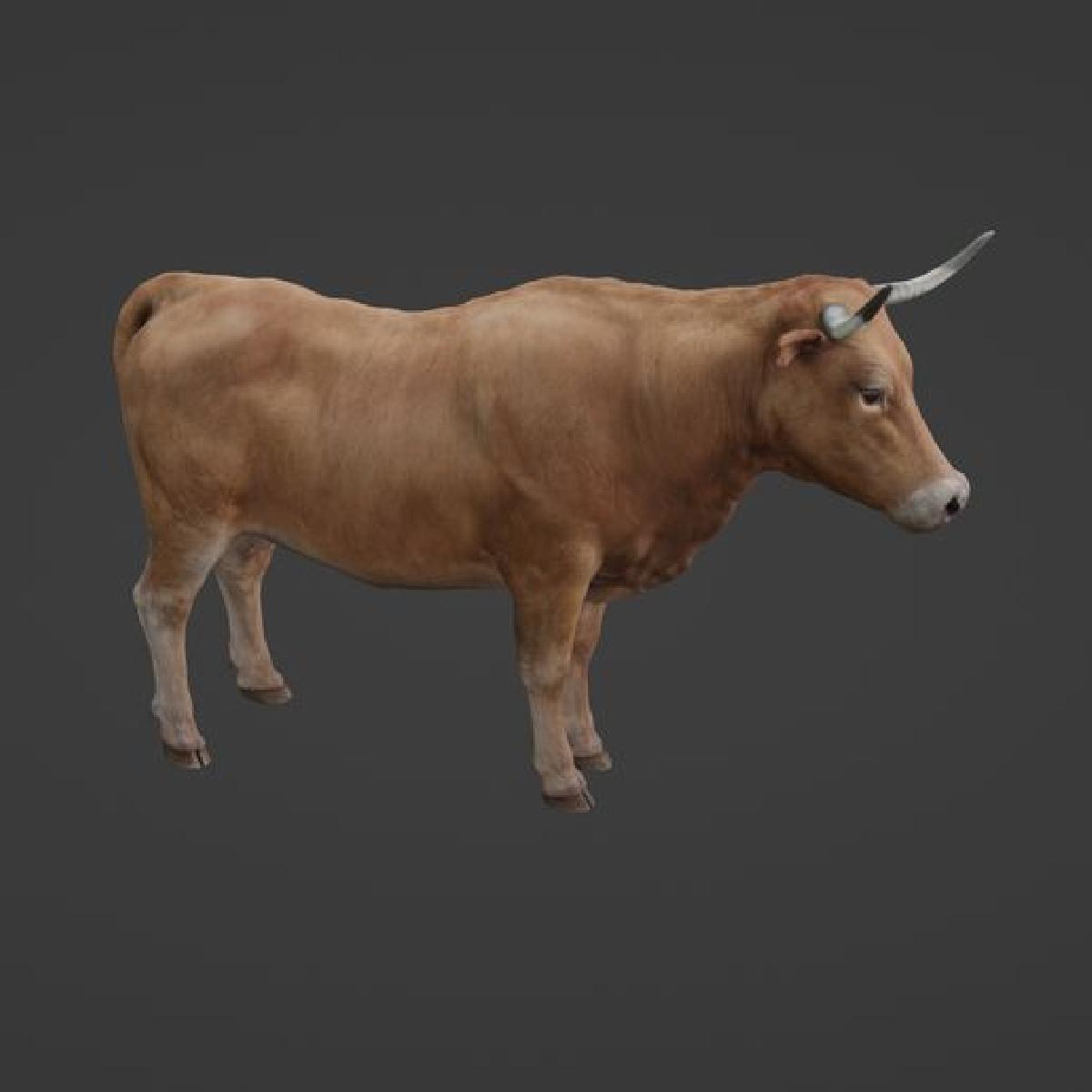 Carne de boi.