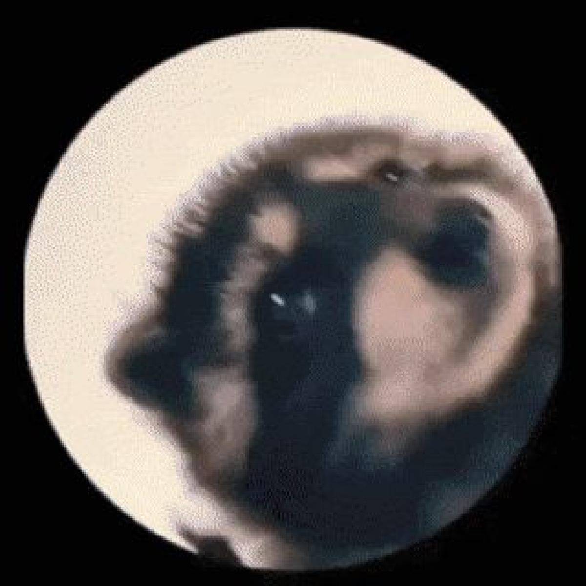 PEDRO PE RACCOON KEYCHAIN   CHAVEIRO   Spinner   TIKTOK FYP  PEDRO PEDRO   RACCOON   PRINT IN PLACE   ROTATIVO