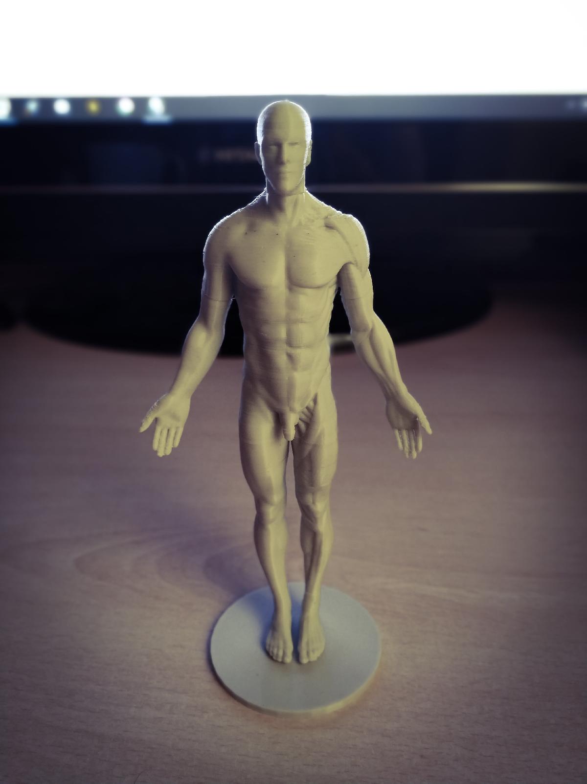 Referencia de Anatomia Otimizada