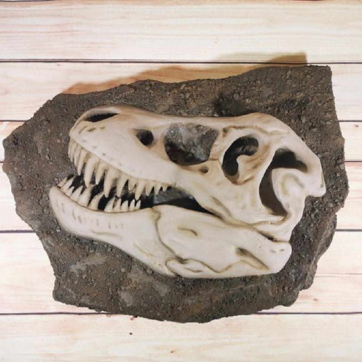 Fossil de cranio T Rex
