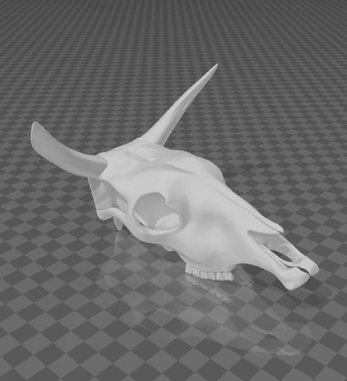 craneo de vaca   (caveira de vaca)