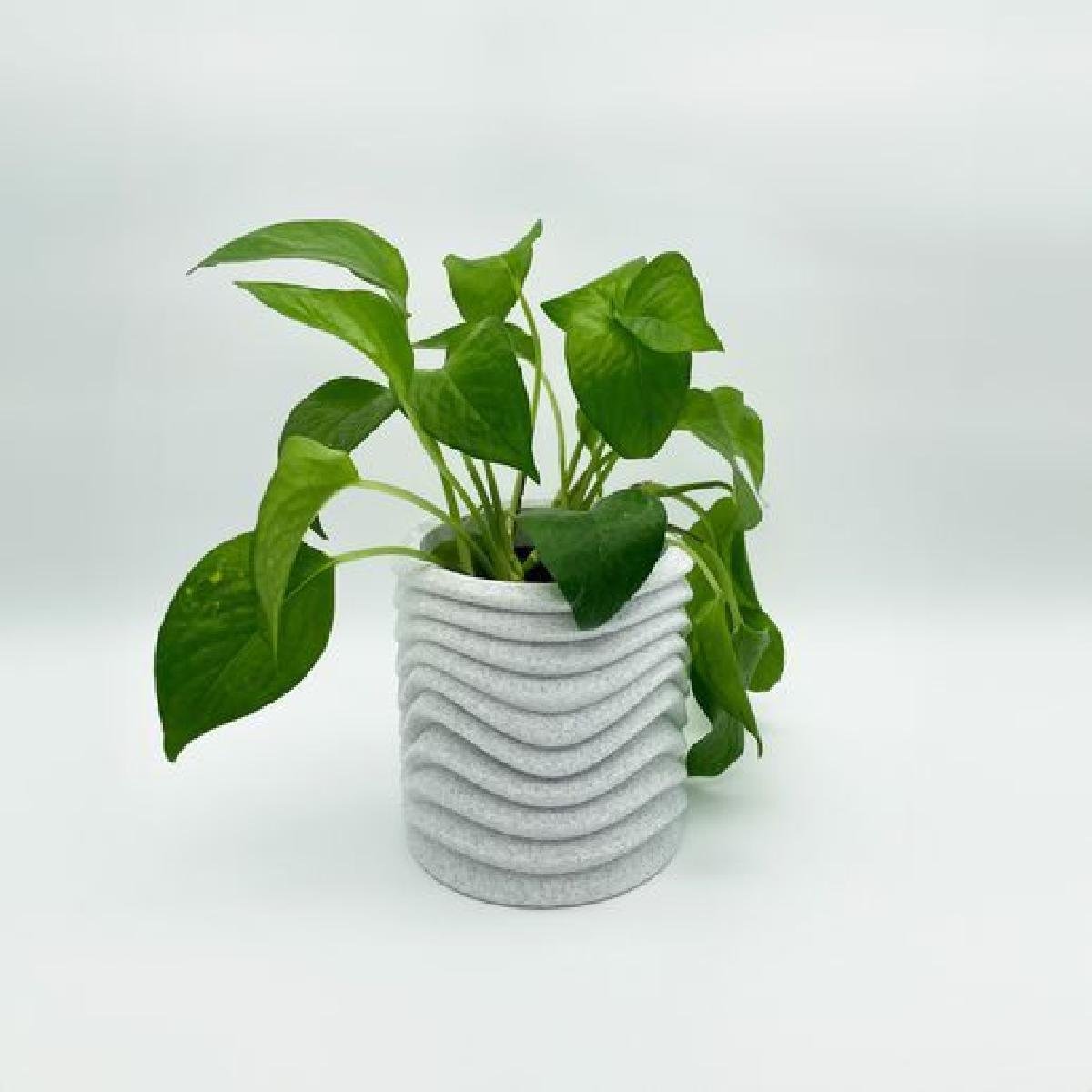 Vaso de Planta Ondulado