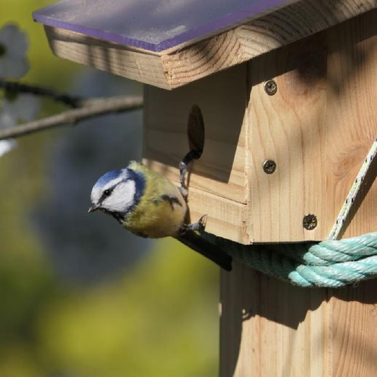 Casa de passarinho parametrica/casa de passarinho parametrica