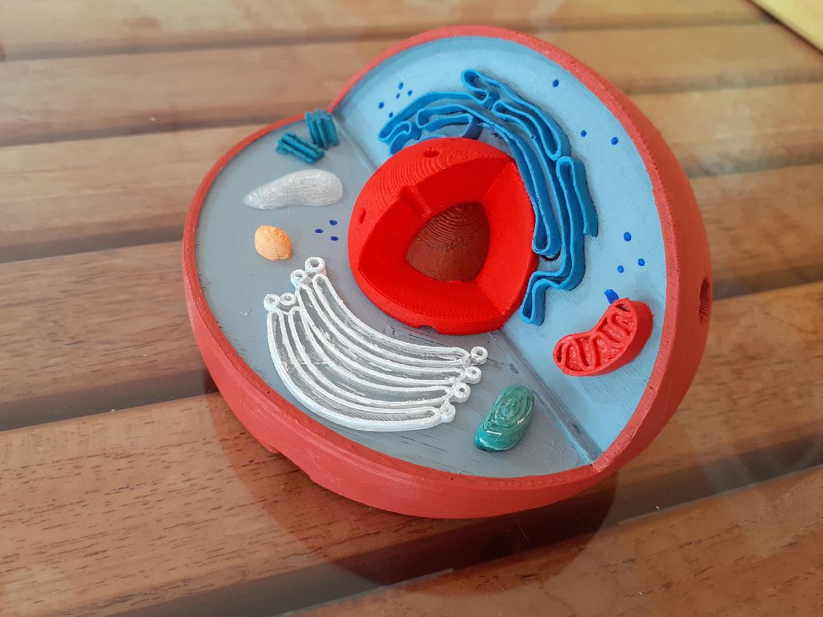Animal Eukaryotic Cell