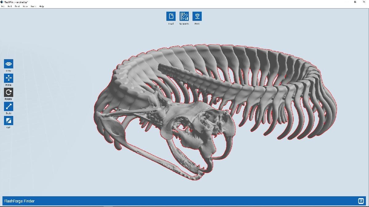 Gaboon Viper Esqueleto Articulado