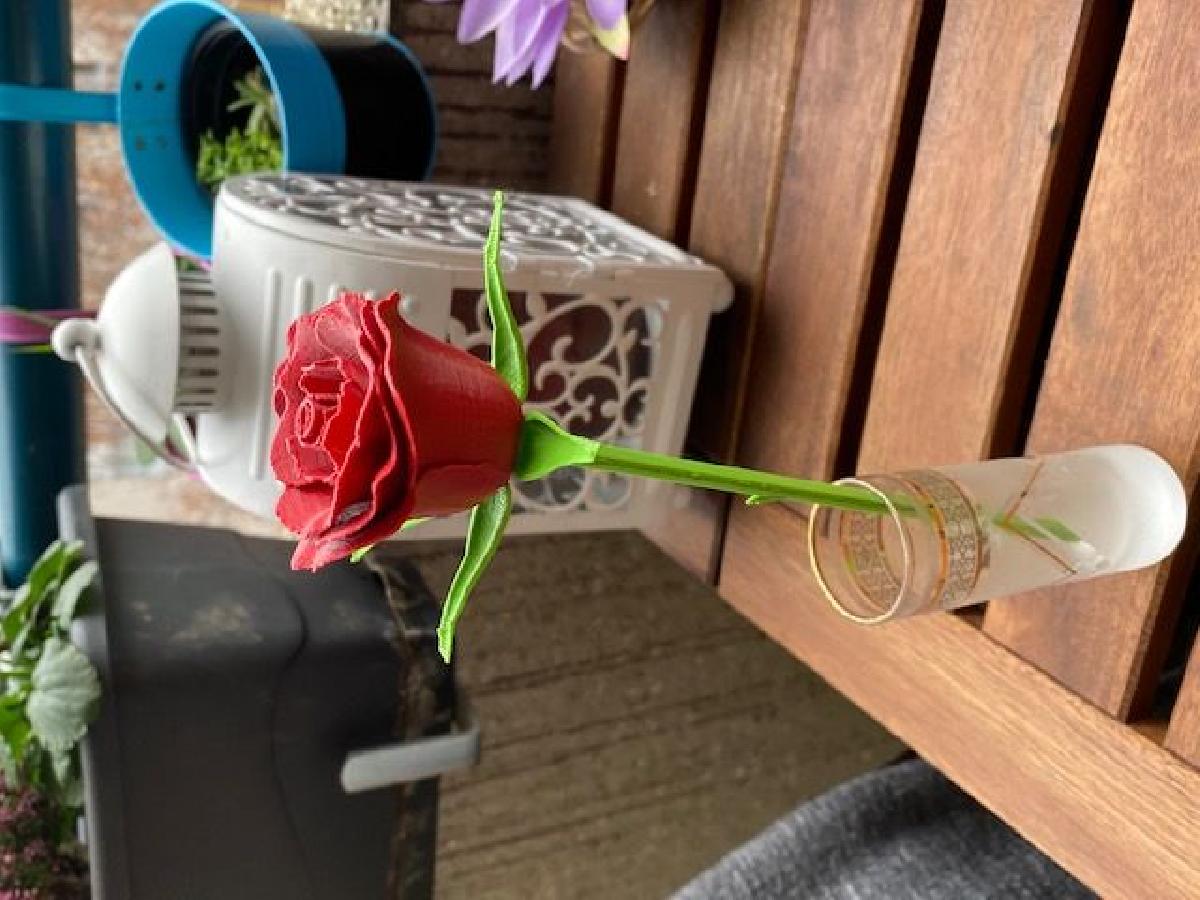 Rosa, caule e sepalas