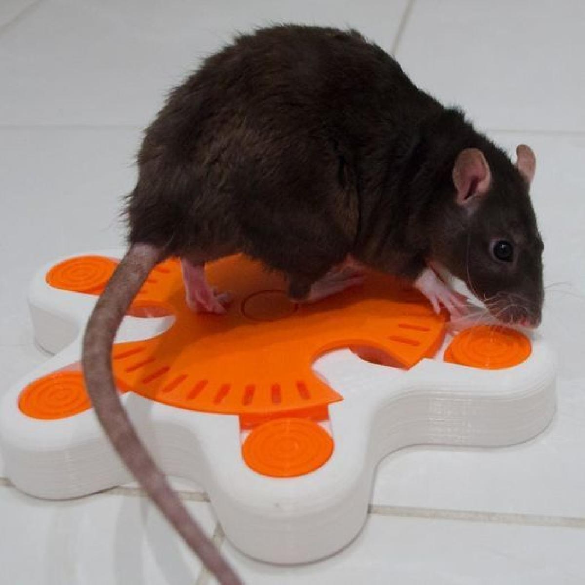 Brinquedo de Enriquecimento para Animais de Estimacao   Estrela do Mar Giratoria