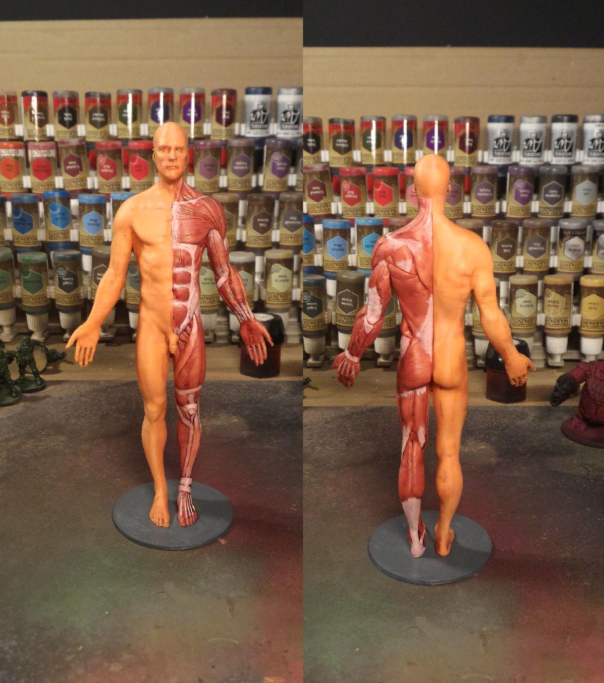 Referencia de anatomia